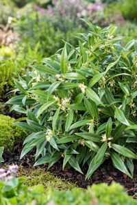 Obraz Sarcococca